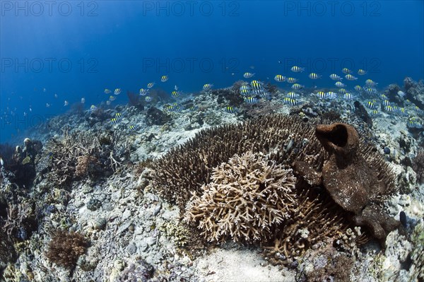 Scissortail Sergeant school (Abudefduf sexfasciatus) in the coral reef off Menjangan