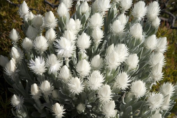 Everlastings (Syncarpha vestita)