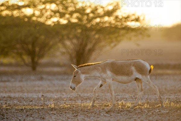 Onager or Asiatic wild ass (Equus hemionus)