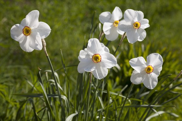 White Daffodils (Narcissus)