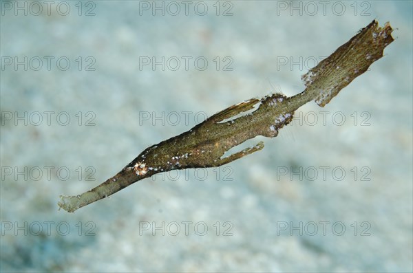 Robust Ghost Pipefish (Solenostomus cyanopterus)