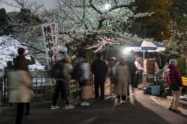 Tourists and Japanese under blossoming cherry foams at night