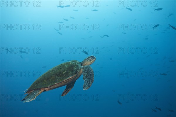 Green turtle (Chelonia mydas)