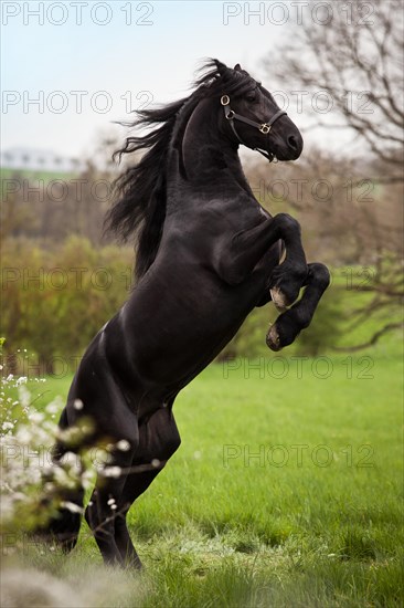 Friesian or Frisian horse