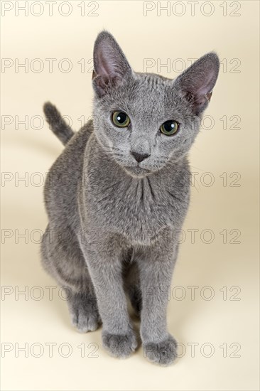 Russian Blue kitten