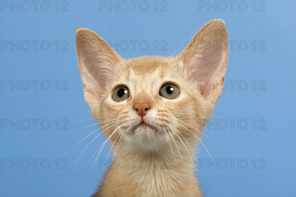 Abyssinian kitten