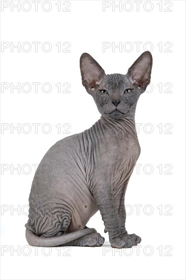 Don Sphynx kitten