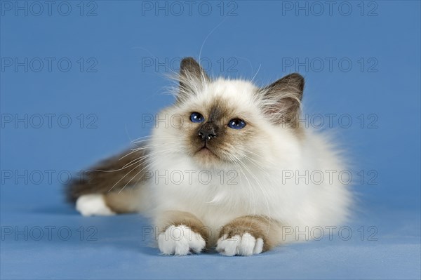 Birman Cat