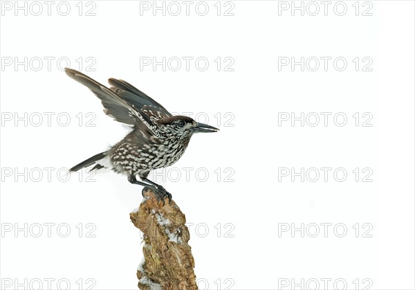 Spotted nutcracker (Nucifraga caryocatactes)