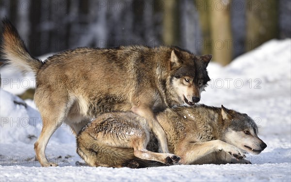 Male leader of the pack