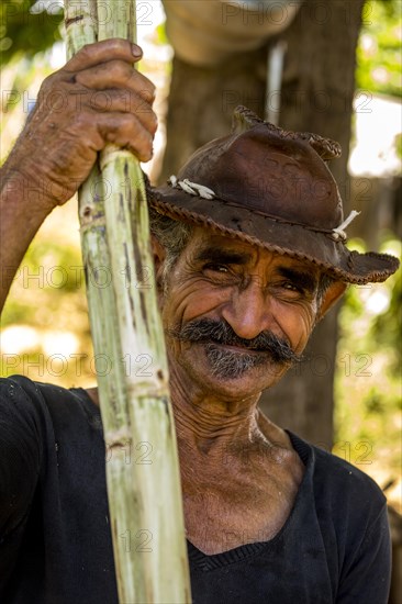 Sugar cane farmer holding sugar canes