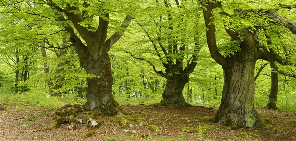 Gnarled old beech trees in a former wood pasture