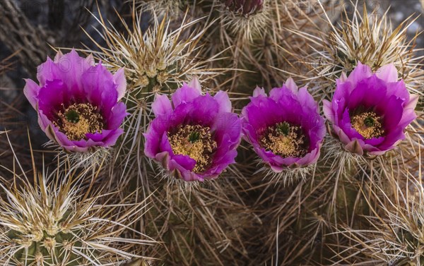 Engelmann's hedgehog cactus (Echinocereus engelmannii)