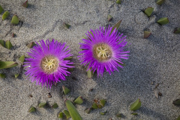 Hottentot-fig (Carpobrotus edulis)