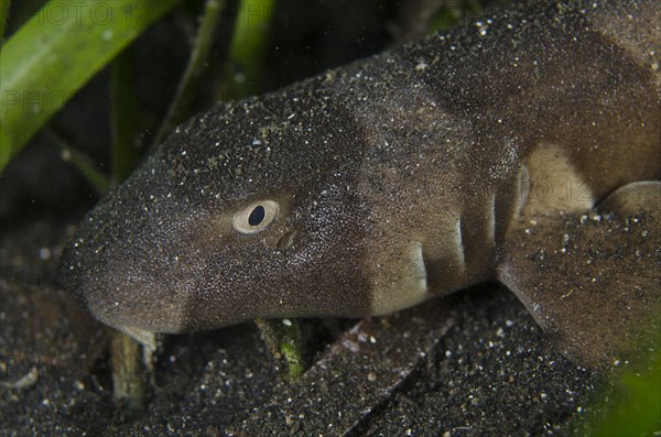 Brown-banded Bamboo Shark (Chiloscyllium punctatum)