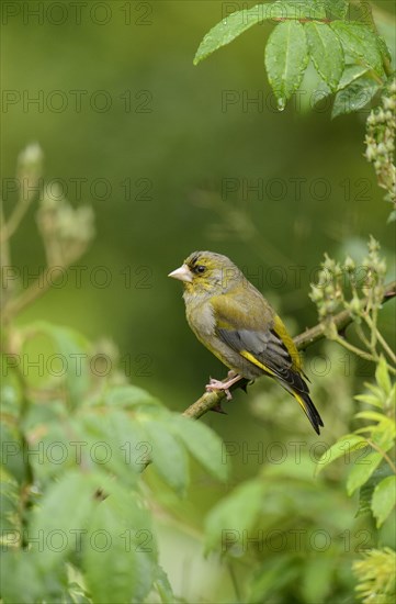 European Greenfinch (Carduelis chloris) adult male