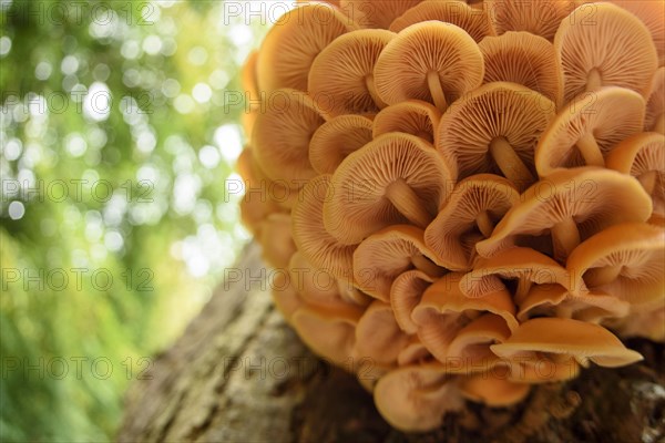 Velvet Shank Fungus (Flammulina velutipes) fruiting bodies