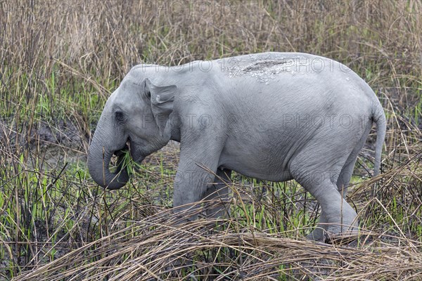 Asian elephant (Elephas maximus)