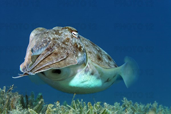 Broadclub cuttlefish (Sepia latimanus)