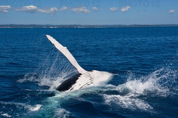 Humpback Whale (Megaptera novaeangliae)