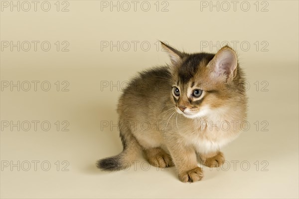 Somali kitten