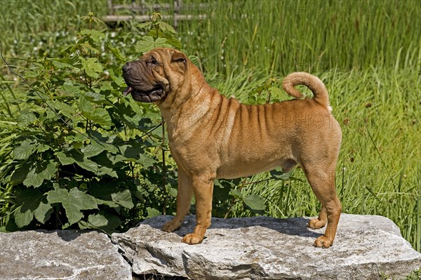 Shar-Pei or Chinese Shar-Pei