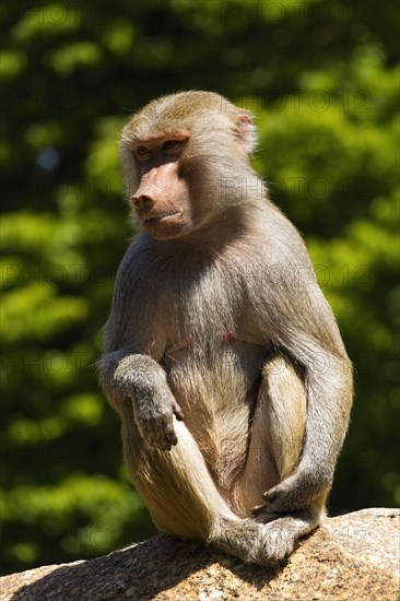 Hamadryas Baboon (Papio hamadryas)