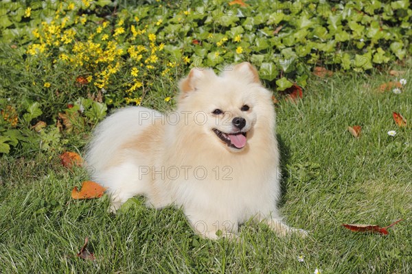 Pomeranian