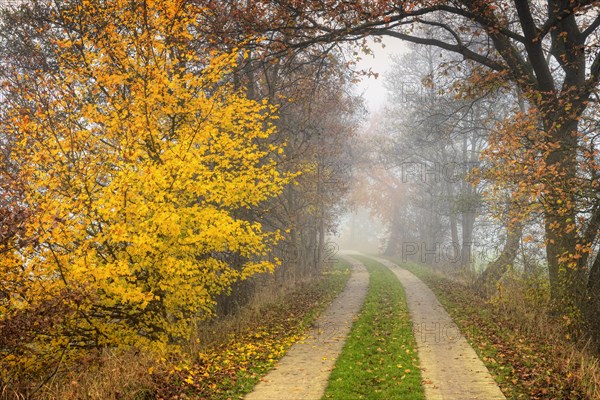 Autumnal view of Marschbahndamm road