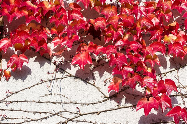 Red leaves of Virginia creeper (Parthenocissus quinquefolia) in autumn