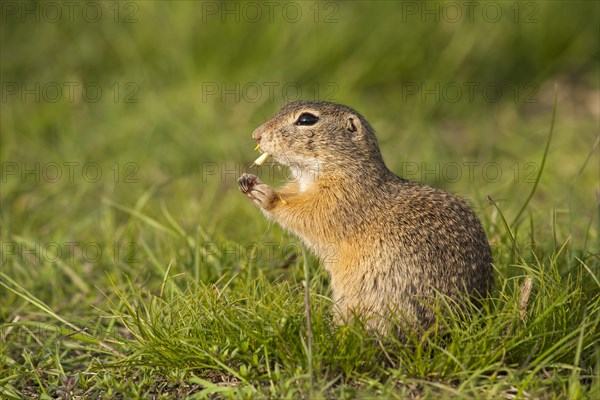 European Ground Squirrel or European Souslik (Spermophilus citellus)