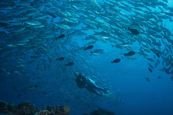 Female diver watching a school of Bigeye Trevallies (Caranx sexfasciatus)