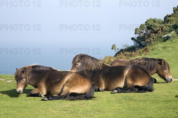 Exmoor ponies at the Valley of Rocks