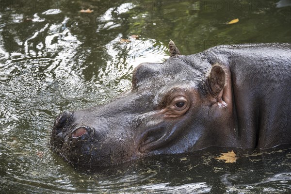 Hippopotamus (Hippopotamus amphibius) in the water