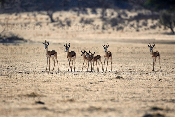 Springboks (Antidorcas marsupialis) adults and calves