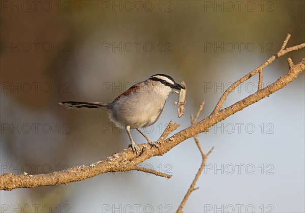 Black-crowned Tchagra (Tchagra senegala) adult