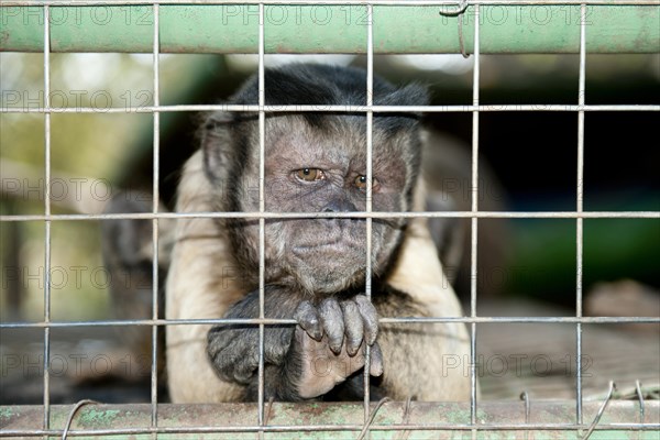 Capuchin Monkey (Cebinae sub-family)