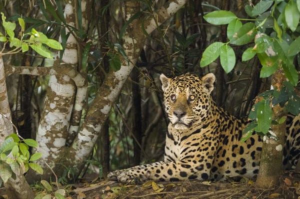 Jaguar (Panthera onca)