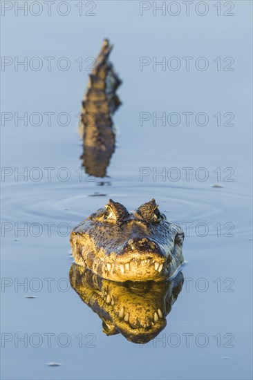 Yacare Caiman (Caiman yacare)