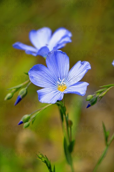 Alpine Flax (Linum alpinum)