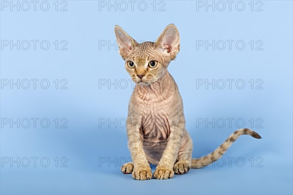 Devon Rex