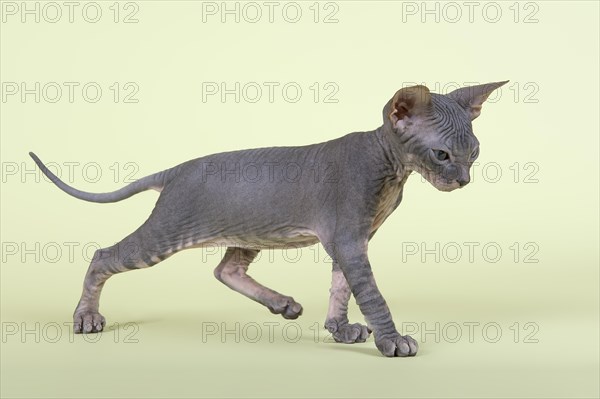 Donskoy cat or Don Sphynx