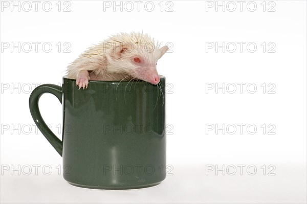 Albino African white-bellied hedgehog in a cup