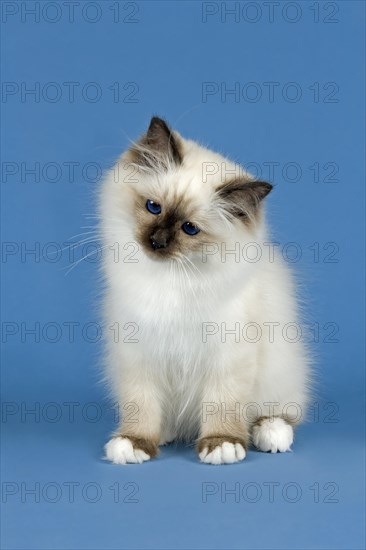 Birman Cat