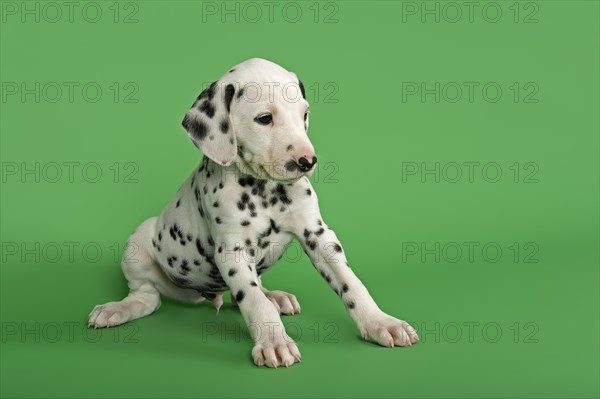 Dalmatian puppy