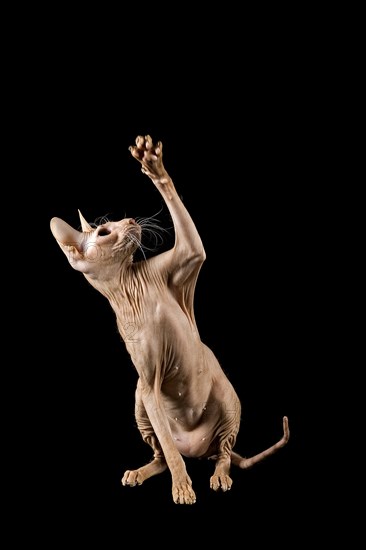 Peterbald cat