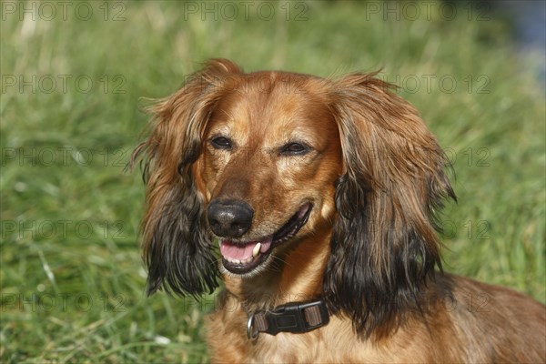 Long-haired dachshund