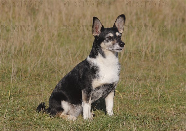 Jack Russell-Yorkshire