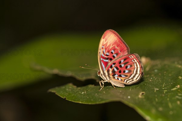 Common Red Harlequin