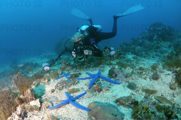 Diver taking pictures of Blue Starfish (Linckia laevigata)